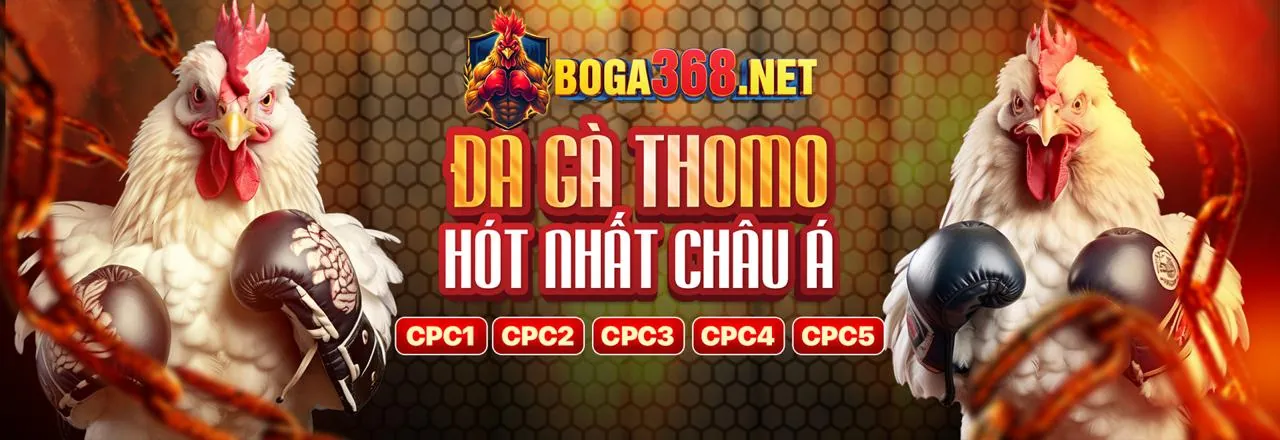 Hình ảnh đá gà trực tiếp soigiabet
